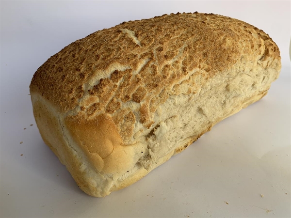 Vloerwit tijger